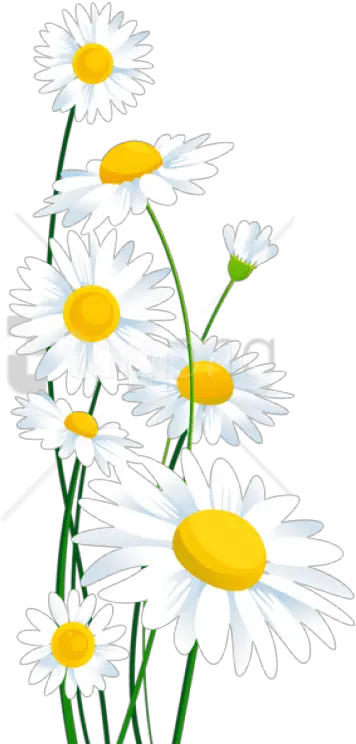 Daisy Png Transparent 3 Image Transparent Background White Daisy Flower Clipart Daisy Png