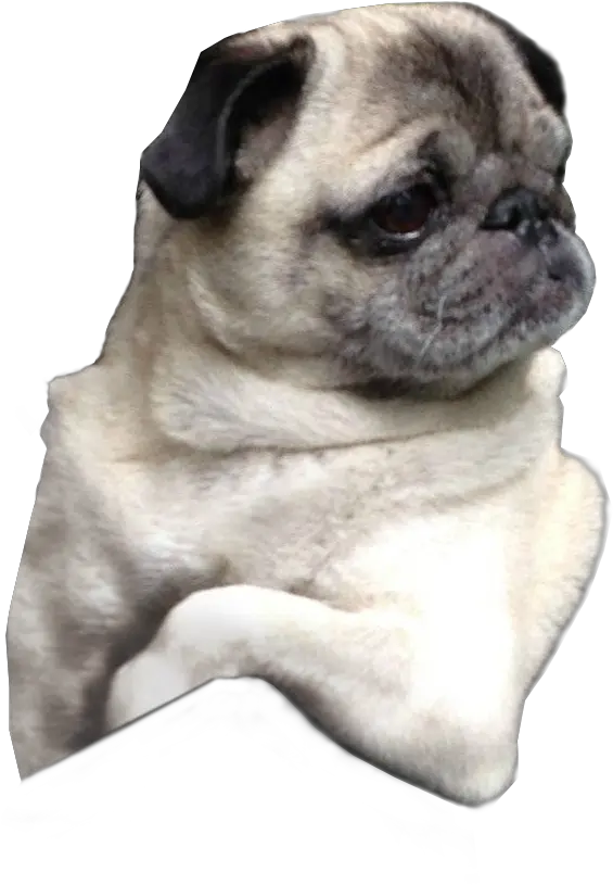 Pug Face Png Pug No Background Pug Transparent Background