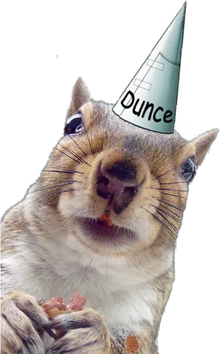 Download Squirrel Squirrel Png Dunce Cap Png