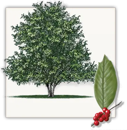 Nellie R Stevens Holly Trees For Sale Fannin Tree Farm Nellie R Stevens Holly Tree Png Holly Leaves Png