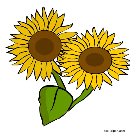 Download Hd Two Sunflowers Png Clip Art Image Sunflower Two Sunflower Clipart Sunflowers Transparent