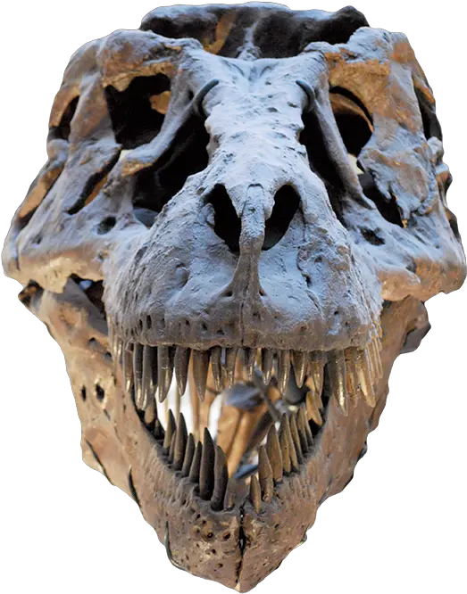 Dinosaur For Sale T Rex Sue Skull Png Dinosaur Skull Png