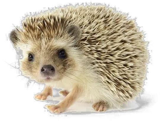 Hedgehog Png Image Background Food What Do Hedgehogs Eat Hedgehog Transparent Background