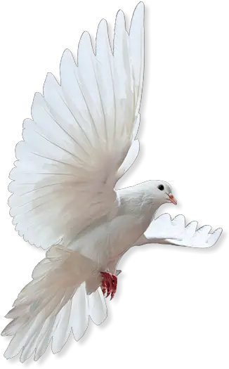 Home Rock Dove Png In Loving Memory Png