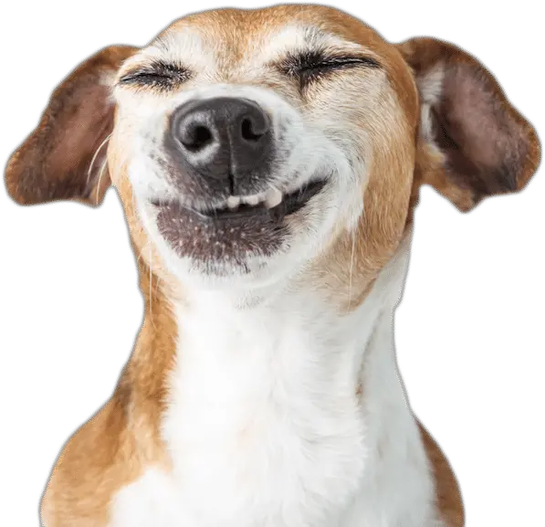 Funny Dog Photo White Funny Dog White Background Png Funny Dog Png