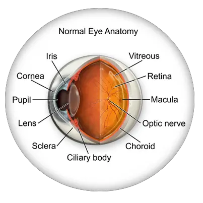 Eye Anatomy Cataracts Of The Eye Png Eye Transparent