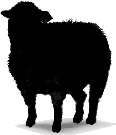 Transparent Wool Sheep Icon Pngimages Sheep Sheep Icon