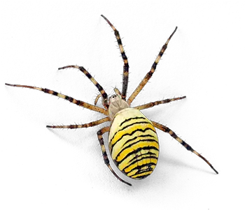 Hulett Pest Control Spider Web Png Transparent Spiders
