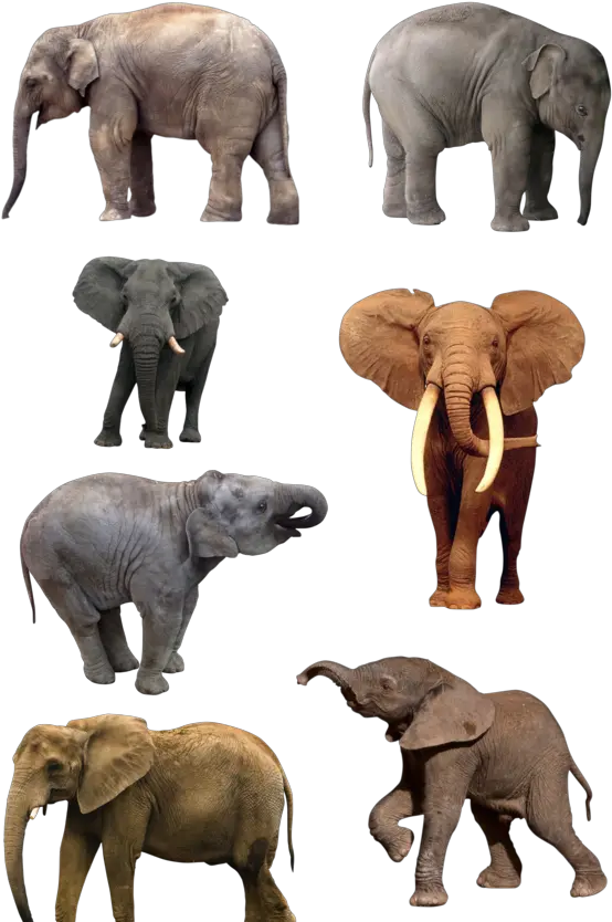 Elephant Png Clipart 4 Photo 5405 Transparent Image Elephant Png Elephant Clipart Transparent