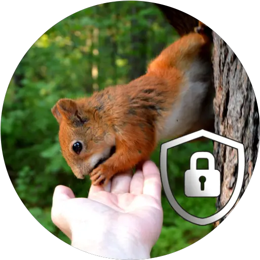 Squirrel Lock Screen Hd Apk 10 Download Apk Latest Version Quotes About Forest And Animals Png Squirrel Icon