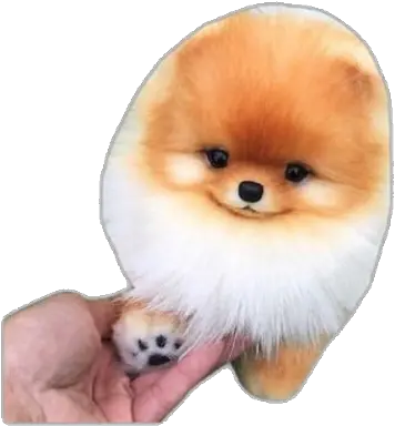 Puppy Dogs Dog Png Pomeranian Pomeranianpuppy Paws Free Cute And Amazing Dogs Dogs Png