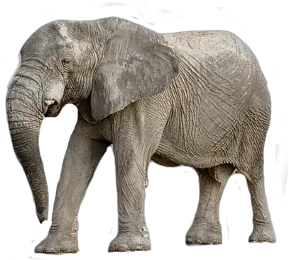 Elephant Animal Africa Transparent Zwierzta Z Afryki Png Elephant Transparent Background