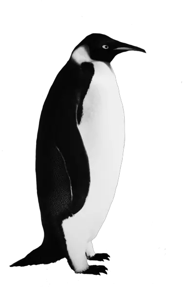 Download Penguin Free Png Transparent Image And Clipart Penguin Black And White Penguin Transparent