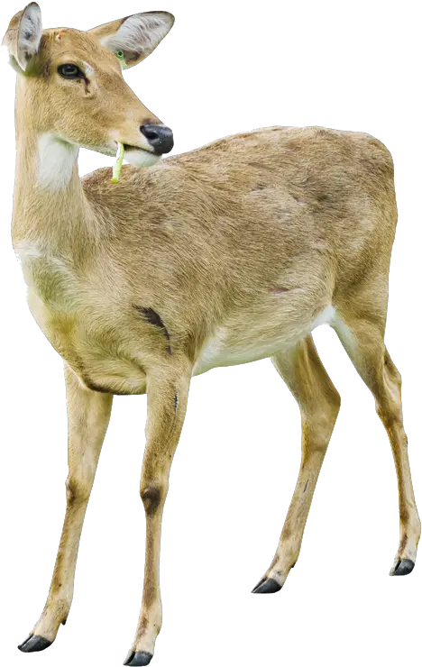 Deer Png Image With Transparent White Tailed Deer Doe Transparent Deer Transparent Background