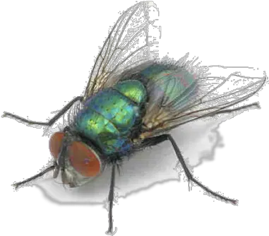 Bottle Fly Blow Flies Png Fly Transparent