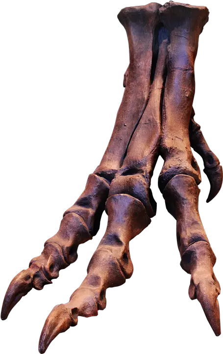 Trex Transparent Png Image Free U2013 Getintopik T Rex Foot Skeleton Trex Png