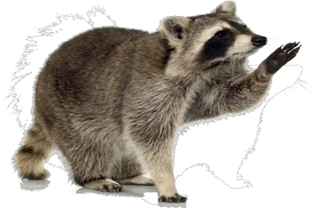 Raccoon Transparent Transparent Background Raccoon Png Raccoon Transparent Background