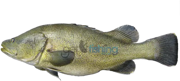 Hd Murray Cod Transparent Png Image Murray Cod Png Cod Png