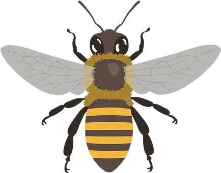 Over 200 Free Bee Vectors Honey Bee Png Transparent Bee