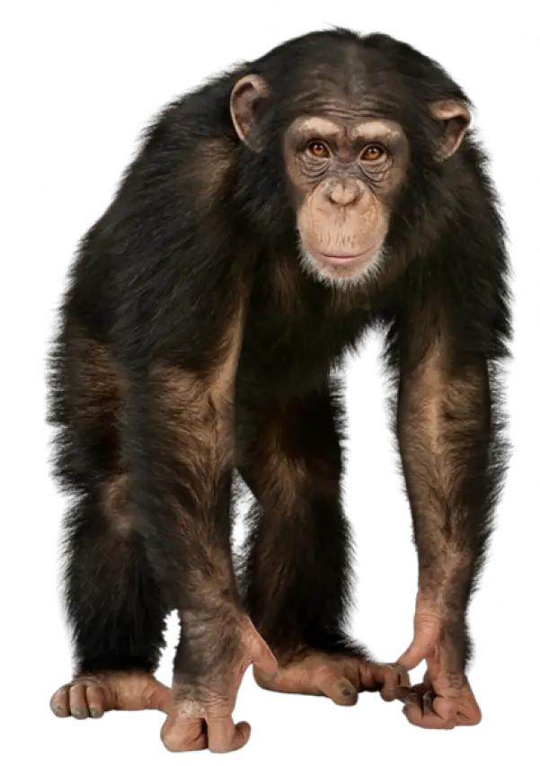 Ape Png Free Images Transparent 4 Pics 1 Word Level 230 Answer Ape Png