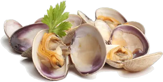 Clams Png Picture Clams Clam Png
