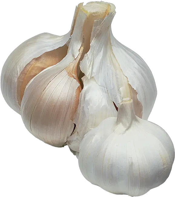 How To Grow Garlic Png Transparent Background