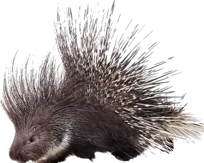 Porcupine African Porcupine Png Porcupine Png