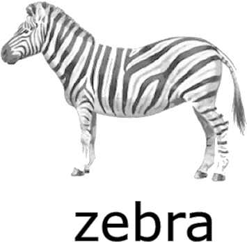 Zebra Png Transparent Images Zebra Clipart With Name Zebra Png