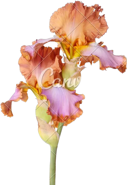 Stem With Two Multicolored Iris Flowers Isolated Brown Brown Bearded Iris Flower Png Iris Flower Png