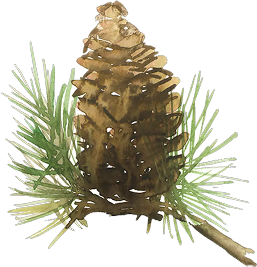 Beautiful Painted Pine Needles Hd Png Watercolor Pine Cone Png Pine Cone Png