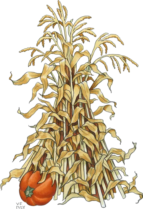Corn Stalk Png Painting Image Cartoon Fall Corn Stalk Corn Stalk Png