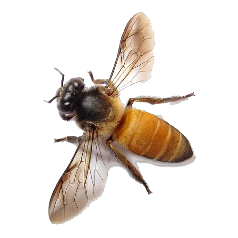 Download Bee Transparent Png Honey Bee Transparent Background Bee Transparent Background