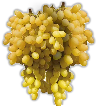 Grapes U2013 Welcome To Fruttygarden Matrimandir Png Grape Png