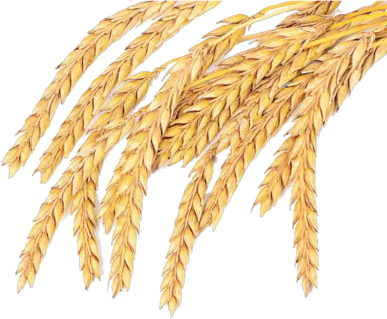 Download Grass Wheat Family Spelt Grain Common Emmer Hq Png Wheat Grain Png