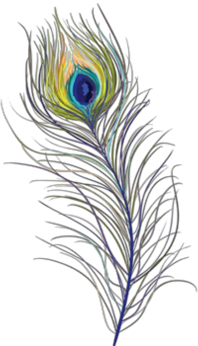 Peacock Feather Free Png Transparent Transparent Peacock Feather Png Peacock Feathers Png