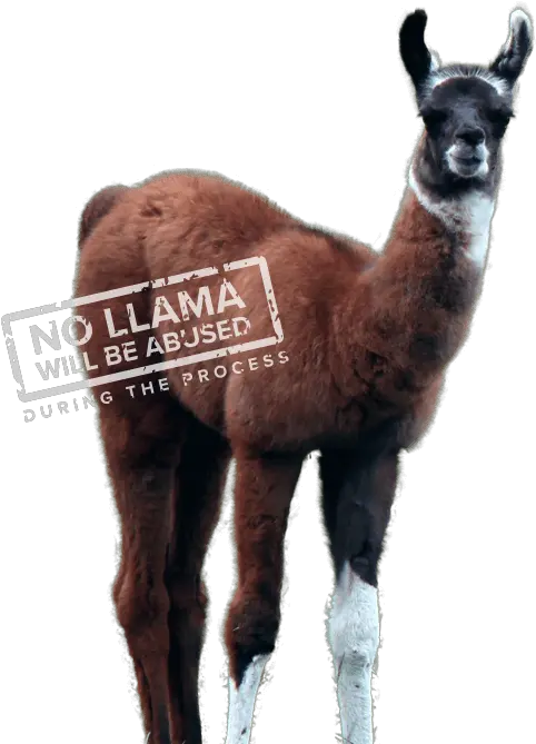 Winamp Lamau0027s Ass Whipper Academy Llama Png Llama Png