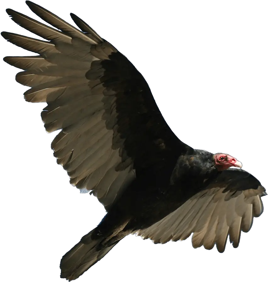 Turkey Vulture Turkey Vulture Transparent Png Turkey Transparent Background