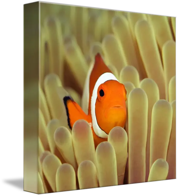 Tropical Fish Wall Art Clown 252afdf64db5 Dailicklinkcom Clownfish Png Tropical Fish Png