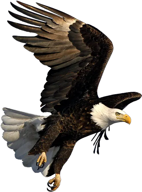 Bald Eagle Image Dmanisi Art Bald Eagle Flying Png Bald Eagle Transparent