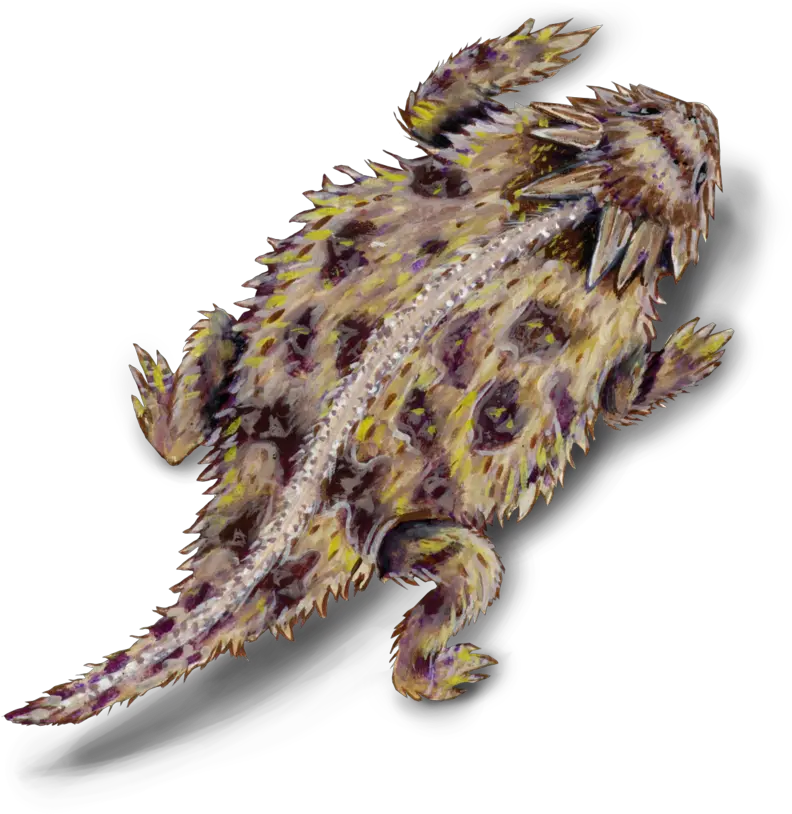 Download Lizard Texas Horned Lizard Png Image With No Horned Lizard Transparent Background Lizard Png