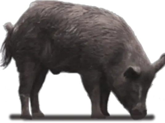 Next Domestic Pig Png Hog Png