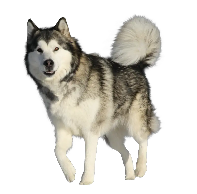 Download Husky Png Hd Quality Husky Dogs Transparent Background Husky Png