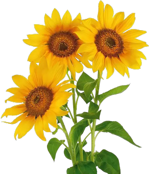Vase With Three Sunflowers Png U0026 Free Natural Flowers Png Hd Sunflowers Png