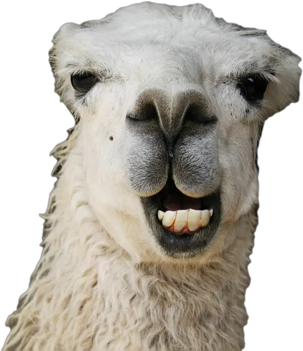 Png Llama For Free Download Funny Llama Transparent Background Llama Png