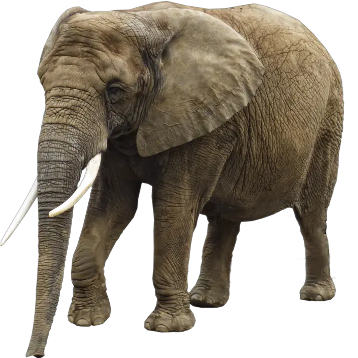 Samct50 South African Money Clipart Transparent Big Elephant Png Elephant Clipart Transparent Background