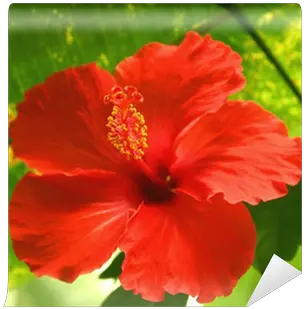 Red Tropical Flower Wall Mural U2022 Pixers We Live To Change Fleur Tropical Rouge Png Tropical Flower Png