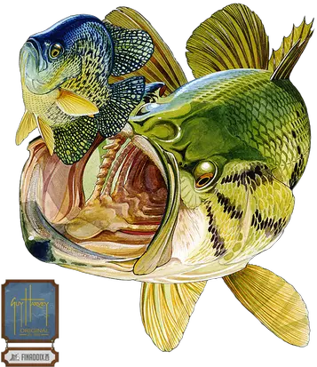 Fishing Bobber Guy Harvey Bass Painting Hd Png Download Largemouth Bass Guy Harvey Fishing Bobber Png