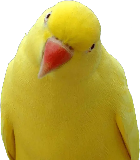 Parrot Png Images Download Hq Image Yellow Parrot Png Parrot Png
