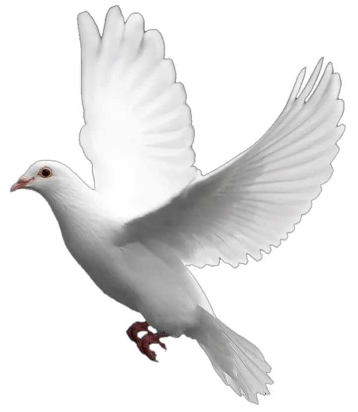 Transparent Dove Holy Spirit Dove Png Dove Transparent