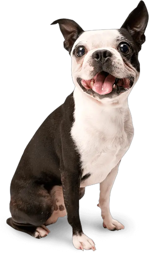 Dog Png Image Beautiful Dogs Transparent Pictures Free Dogs Isolated Dog Sitting Png png